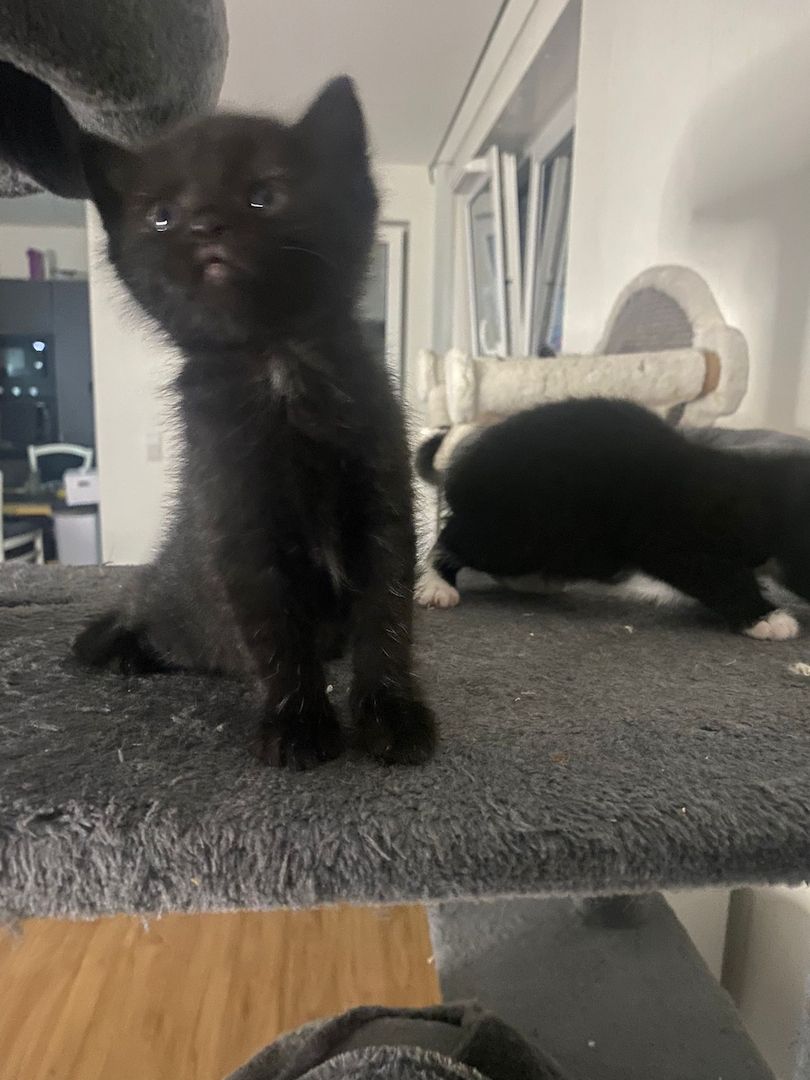 6 wunderschöne Baby Kater