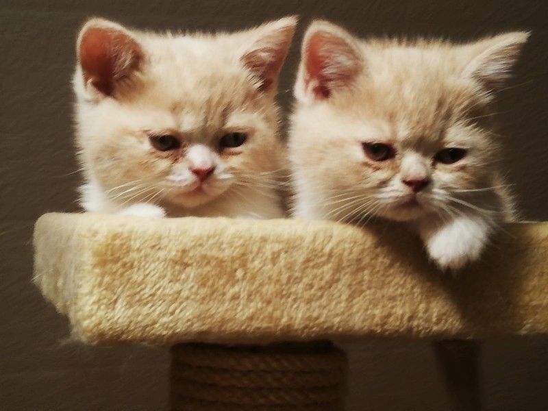 Exotic Shorthair Kitten