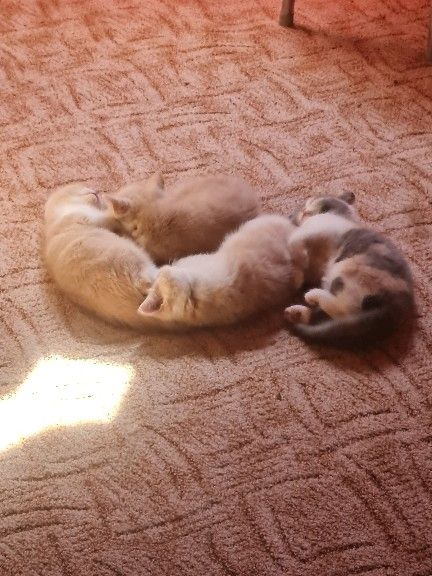 Exotic Shorthair Kitten