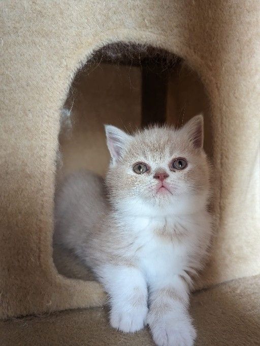 Exotic Shorthair Kitten