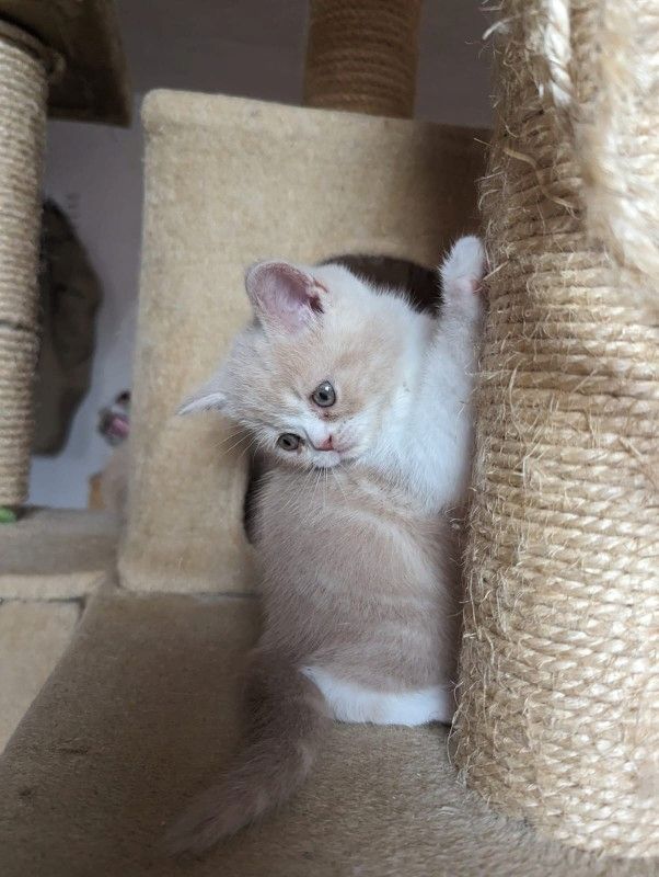 Exotic Shorthair Kitten