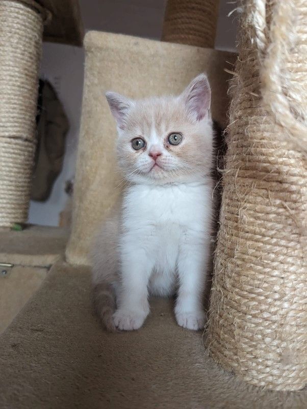 Exotic Shorthair Kitten