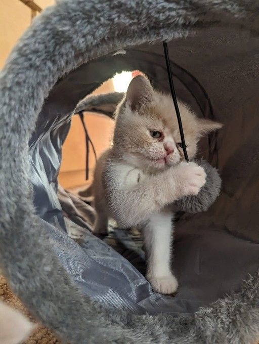 Exotic Shorthair Kitten