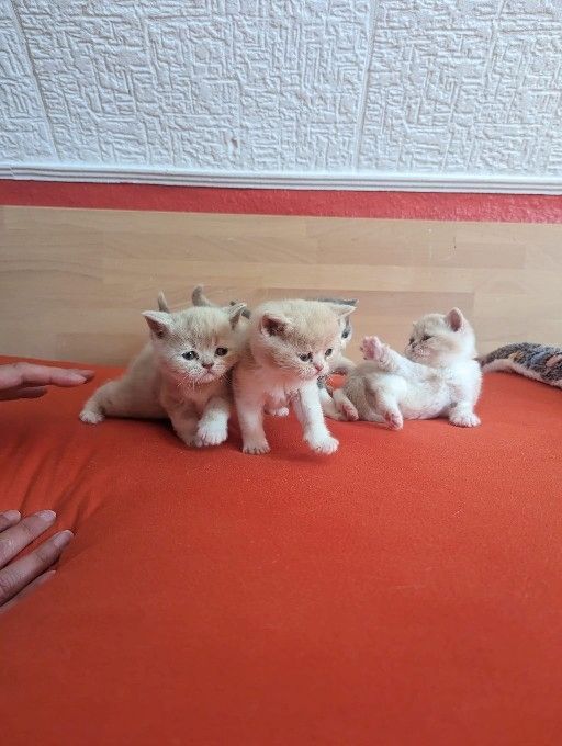 Exotic Shorthair Kitten