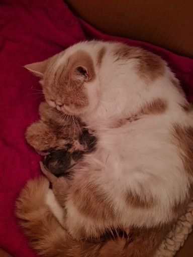 Exotic Shorthair Kitten