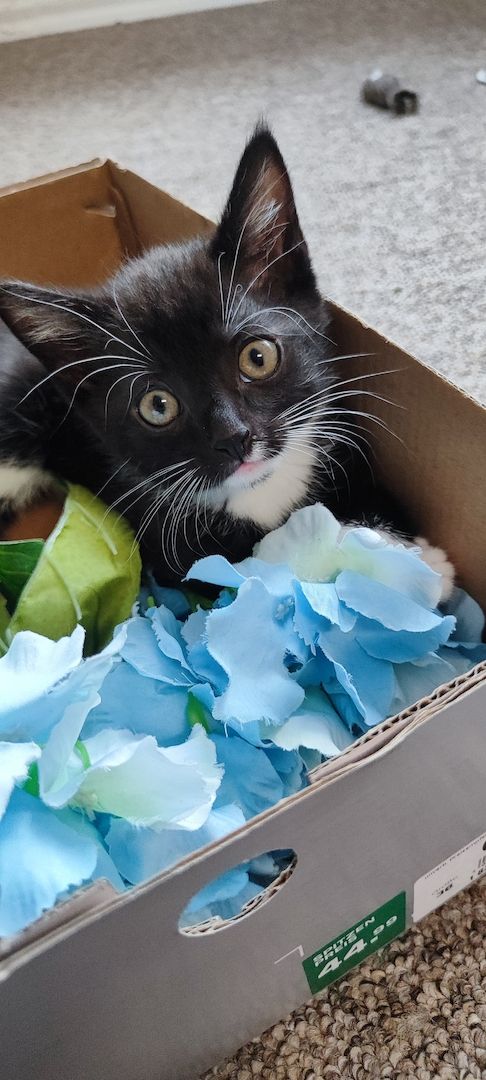 Kitten ab 01.08.2023 für 50€ *m*