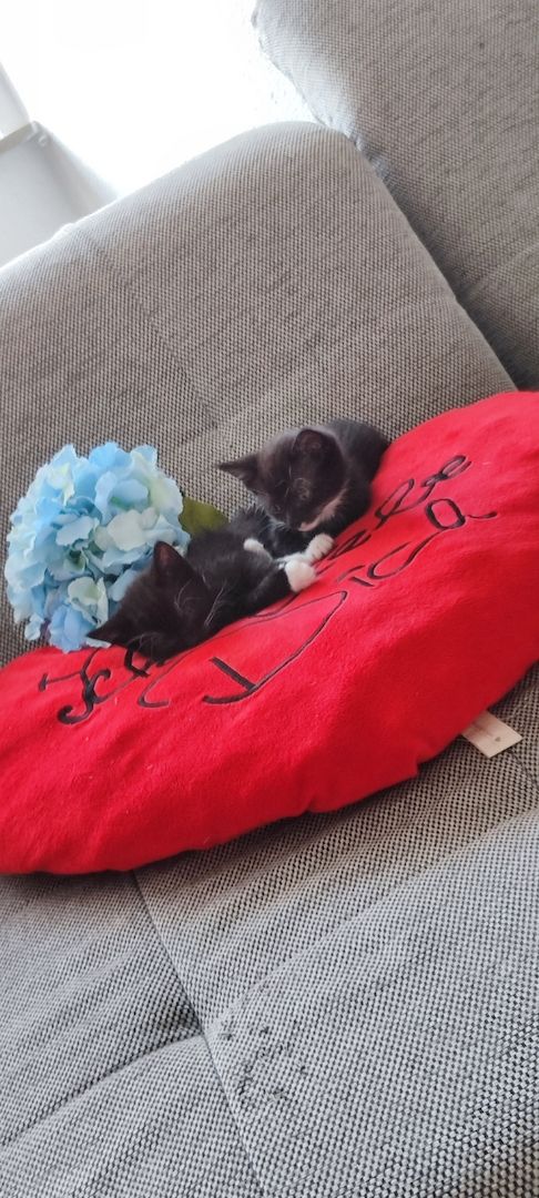 Kitten ab 01.08.2023 für 50€ *m*