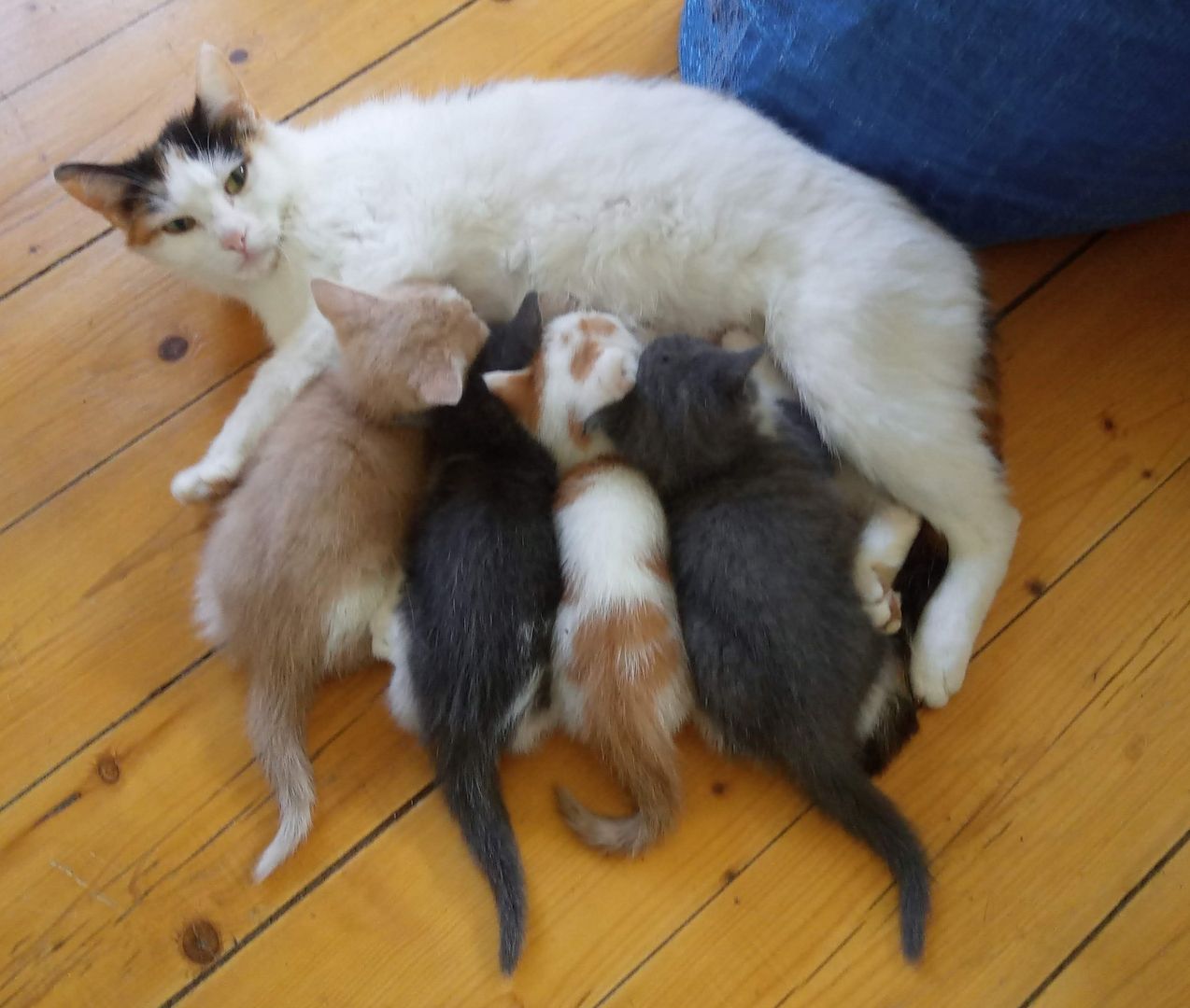 Unsere Kätzchen sind bereit für ihr neues Zuhause!