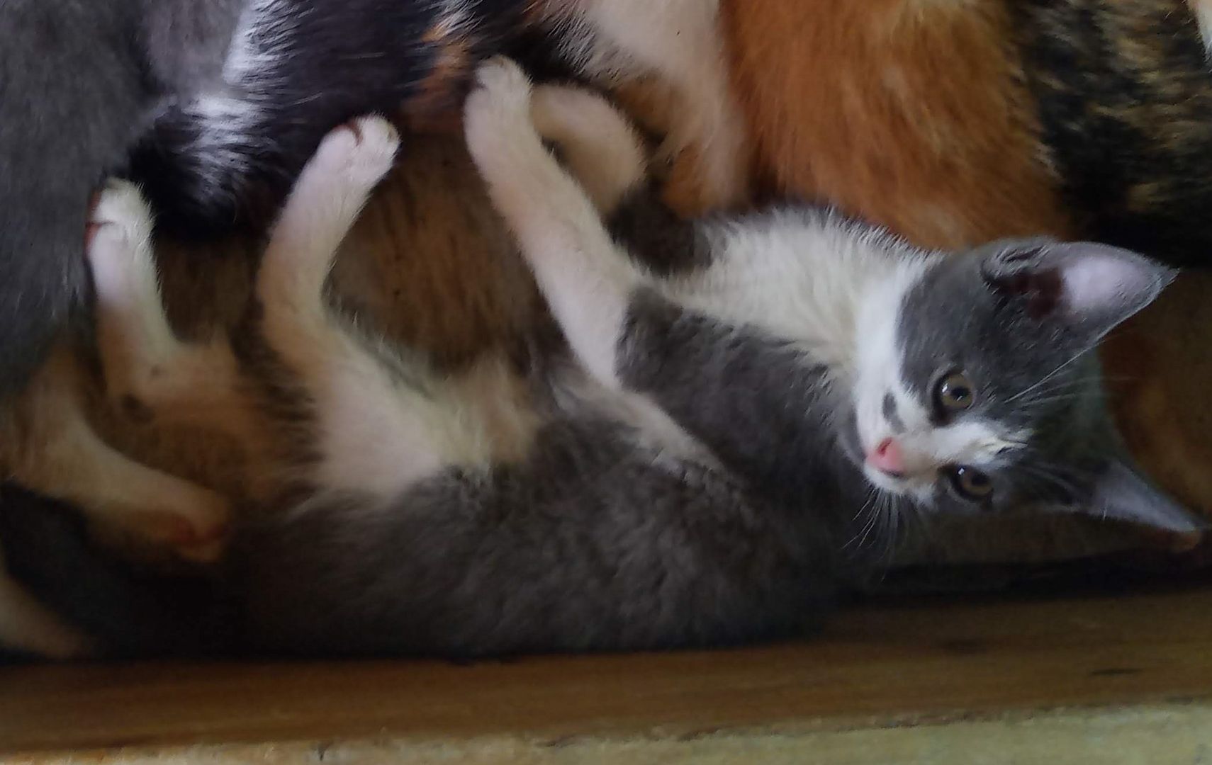 Unsere Kätzchen sind bereit für ihr neues Zuhause!