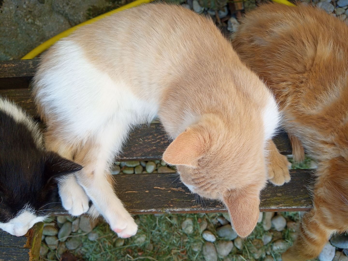 Unsere Kätzchen sind bereit für ihr neues Zuhause!