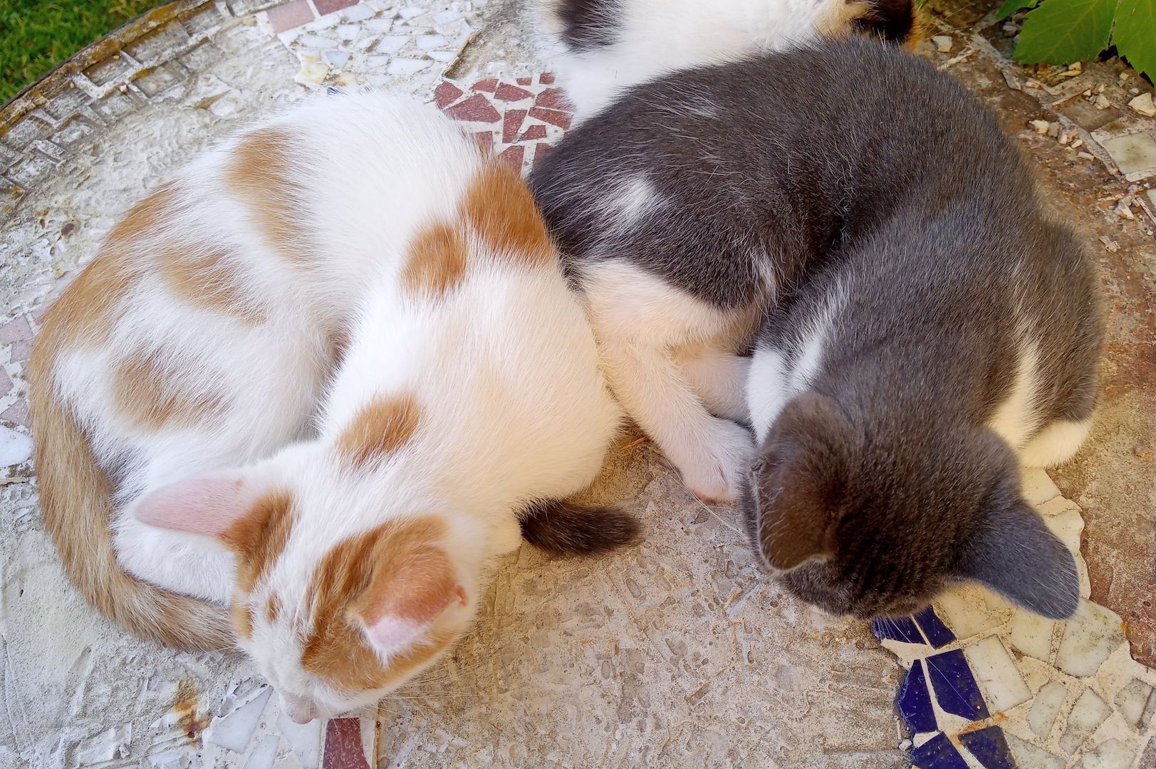 Unsere Kätzchen sind bereit für ihr neues Zuhause!