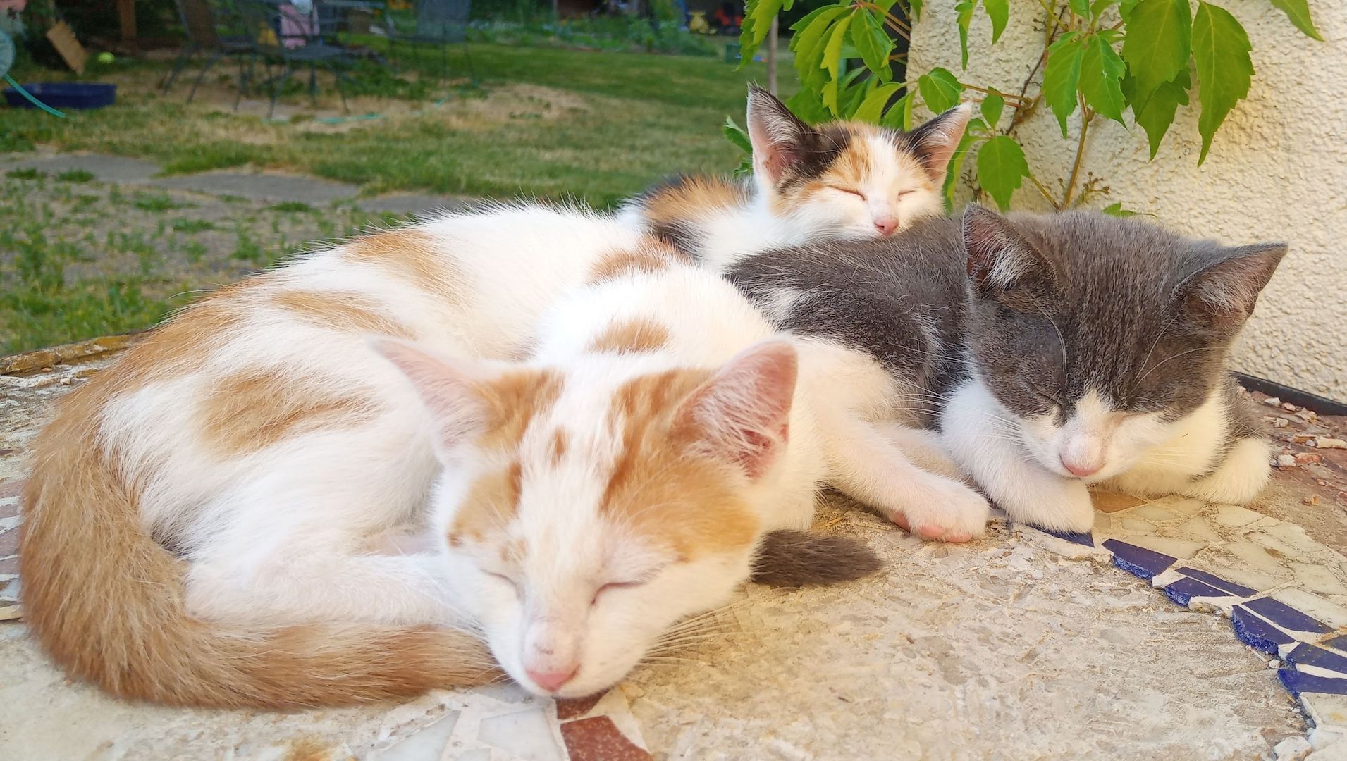 Unsere Kätzchen sind bereit für ihr neues Zuhause!
