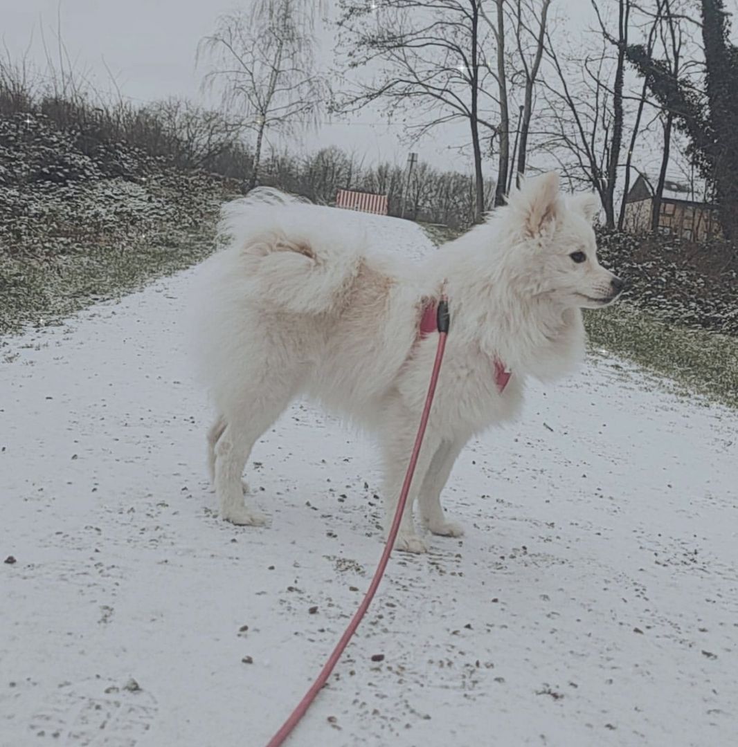Pomeranian Zwergspitz