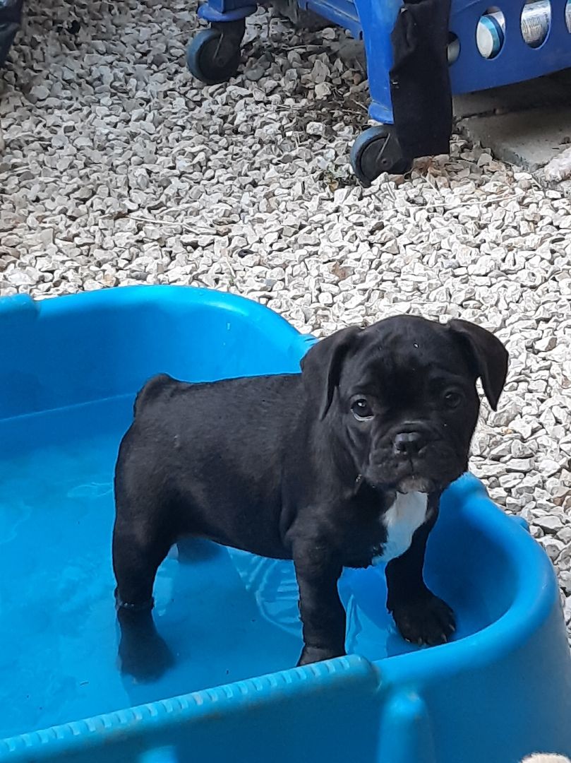 Kleine französische Bulldoggen suchen tolles zu Hause