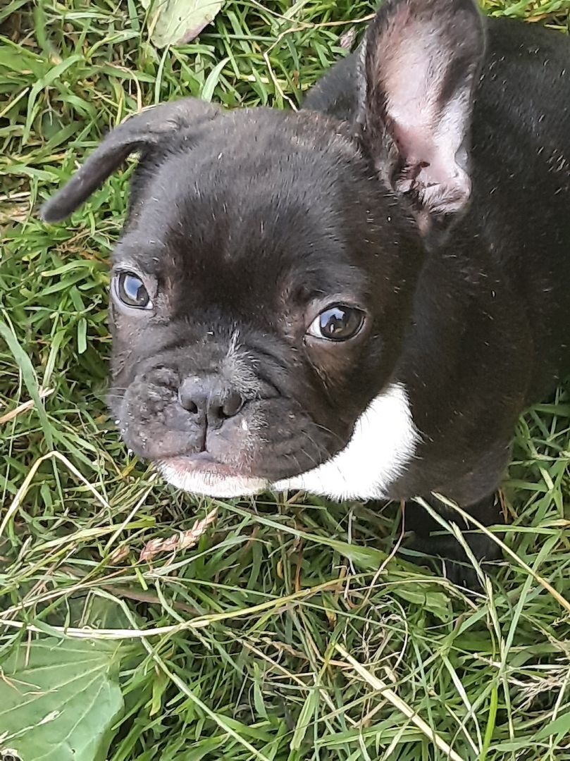 Kleine französische Bulldoggen suchen tolles zu Hause