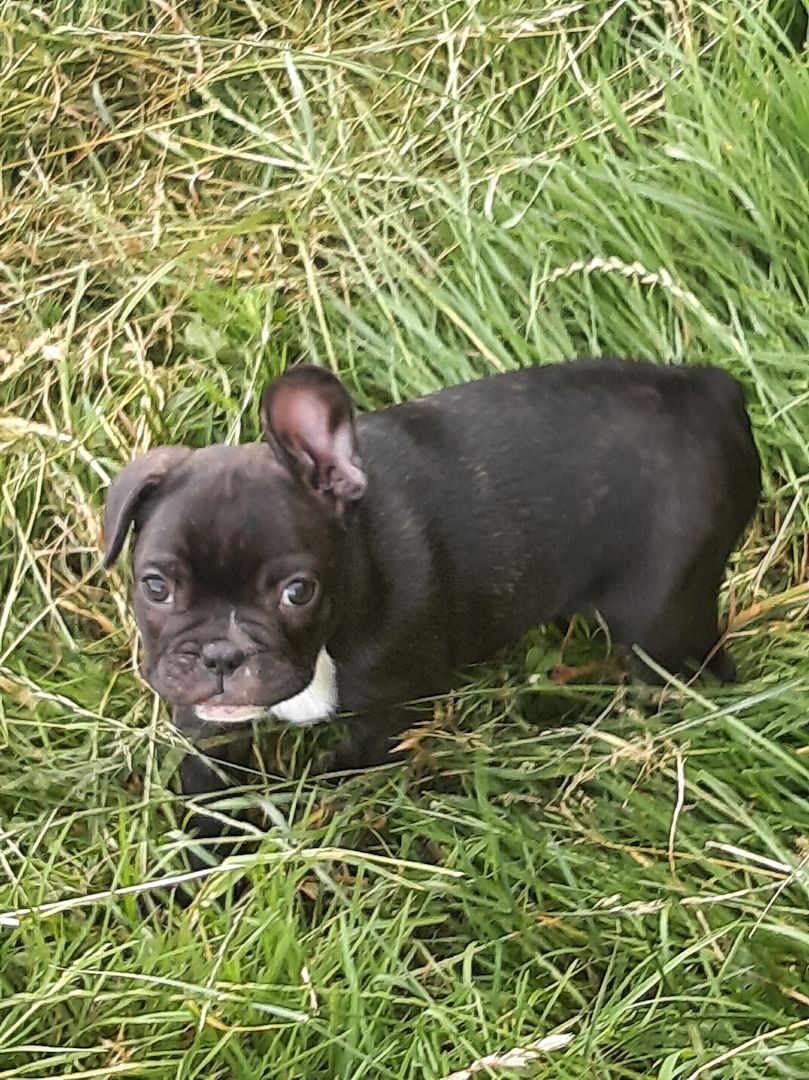 Kleine französische Bulldoggen suchen tolles zu Hause