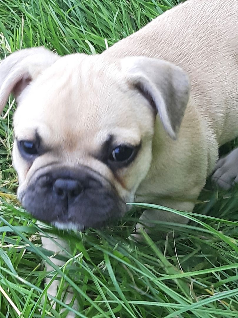 Kleine französische Bulldoggen suchen tolles zu Hause
