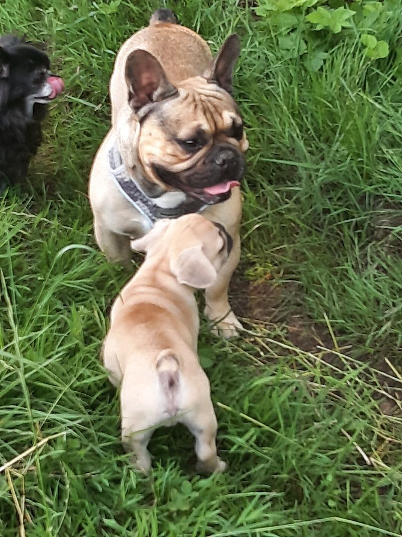 Kleine französische Bulldoggen suchen tolles zu Hause