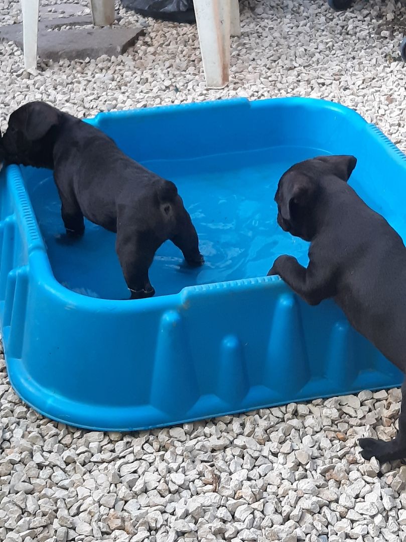 Kleine französische Bulldoggen suchen tolles zu Hause