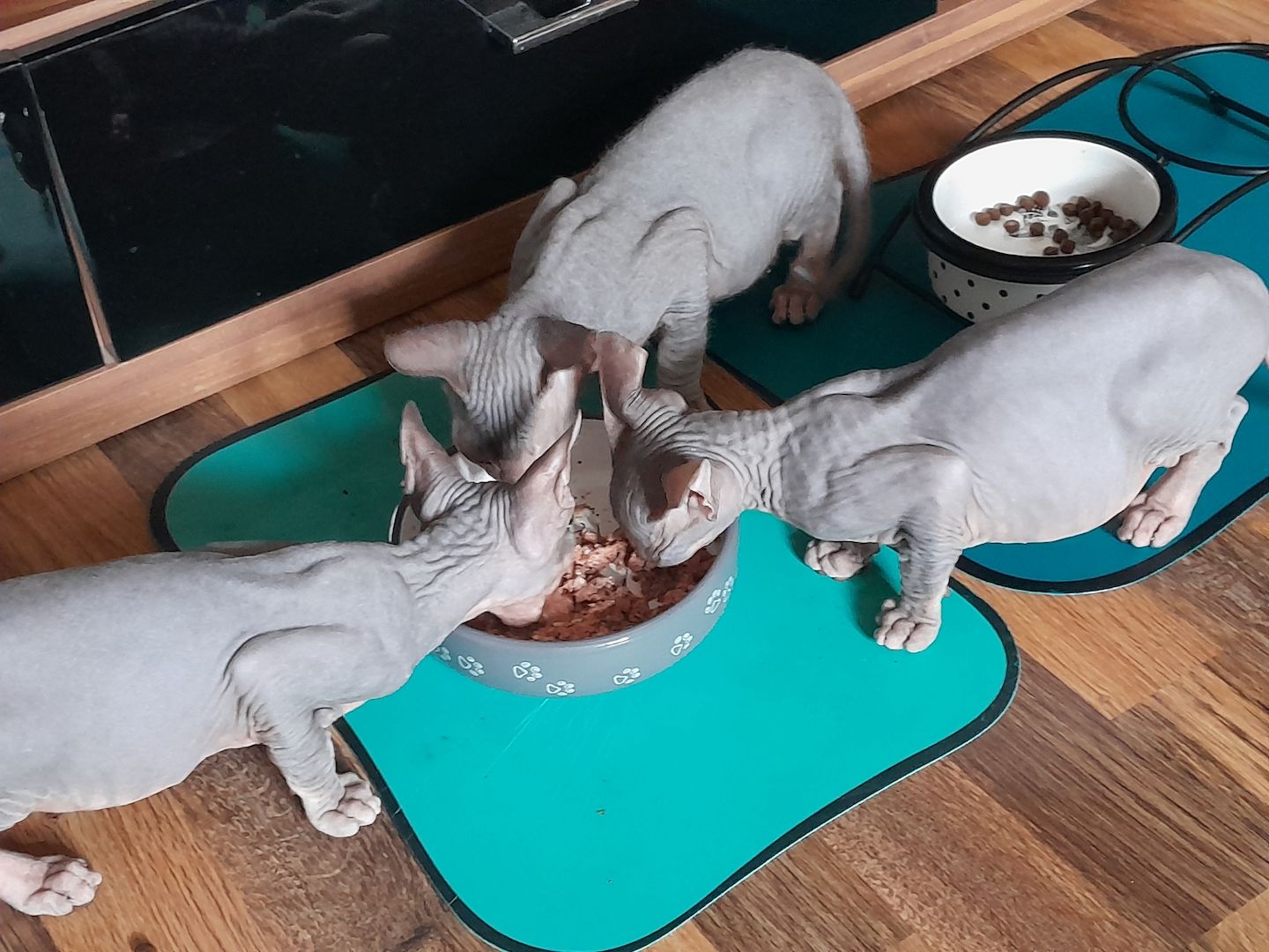 Don Sphynx Kitten abgabebereit