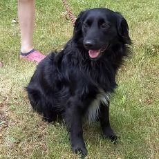 süßer Familienhund "Teddy" süßer Familienhund "Teddy"