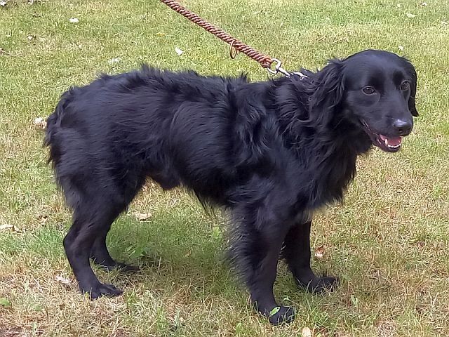 süßer Familienhund "Teddy" süßer Familienhund "Teddy"