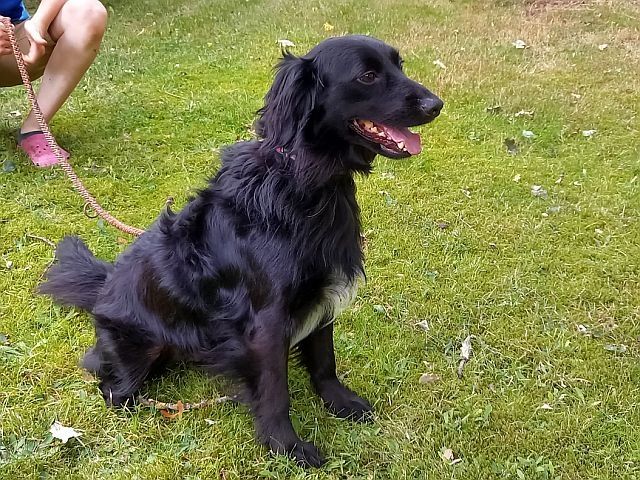 süßer Familienhund "Teddy" süßer Familienhund "Teddy"