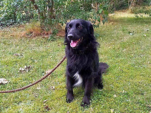 süßer Familienhund "Teddy" süßer Familienhund "Teddy"