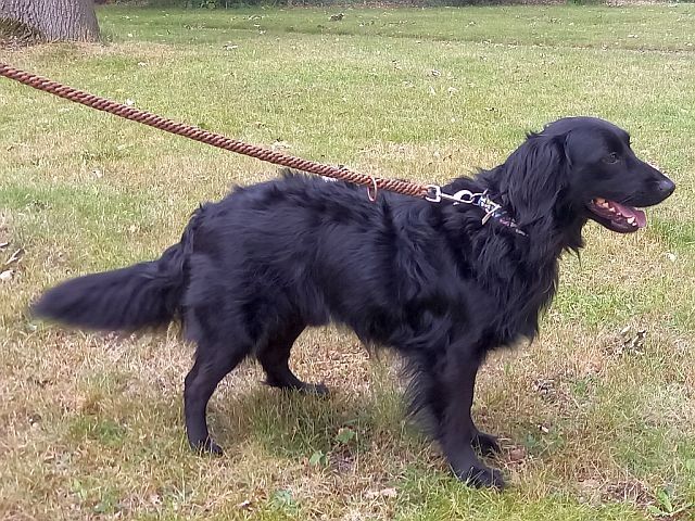 süßer Familienhund "Teddy" süßer Familienhund "Teddy"