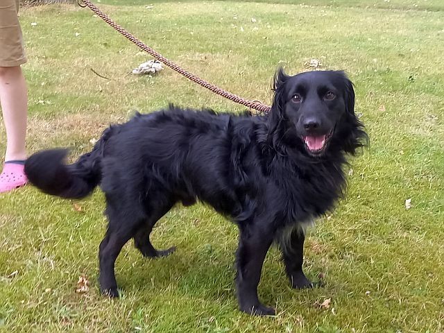 süßer Familienhund "Teddy" süßer Familienhund "Teddy"