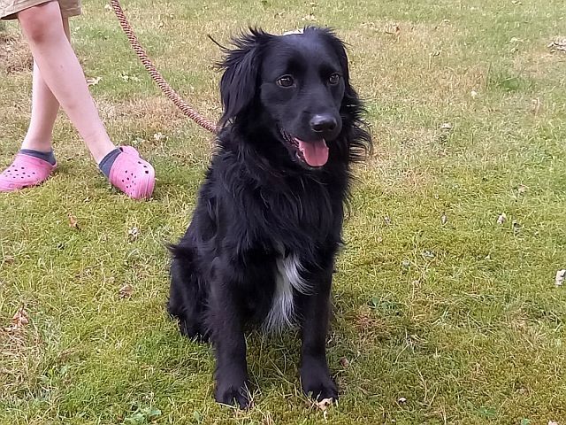 süßer Familienhund "Teddy" süßer Familienhund "Teddy"