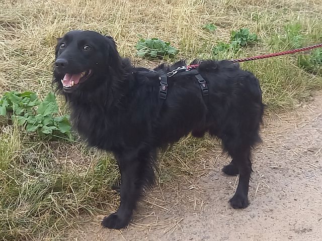 süßer Familienhund "Teddy" süßer Familienhund "Teddy"