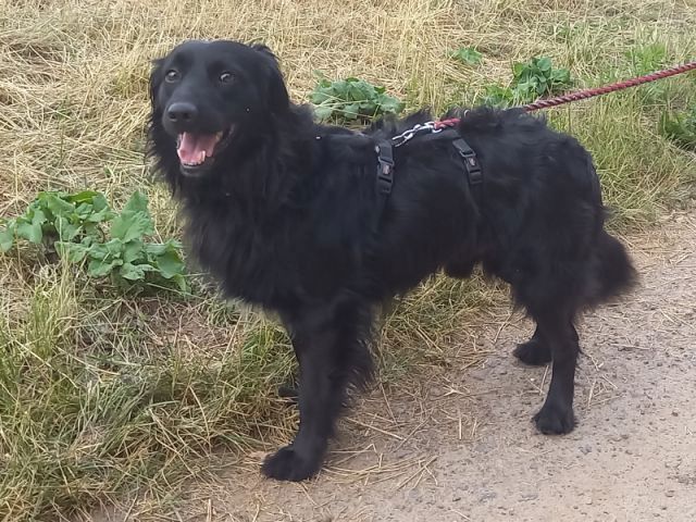 süßer Familienhund "Teddy" süßer Familienhund "Teddy"