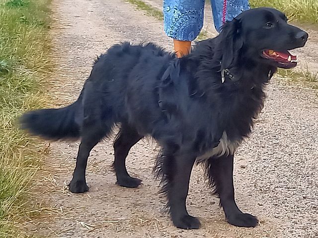 süßer Familienhund "Teddy" süßer Familienhund "Teddy"