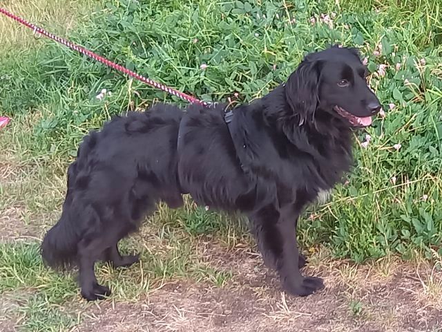 süßer Familienhund "Teddy" süßer Familienhund "Teddy"