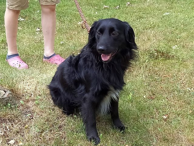 süßer Familienhund "Teddy" süßer Familienhund "Teddy"