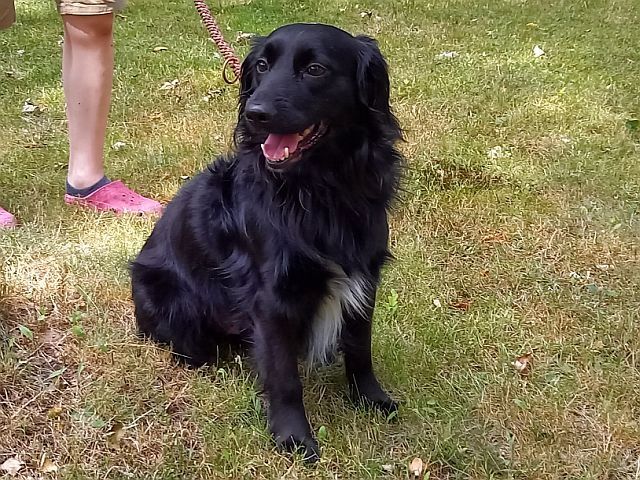 süßer Familienhund "Teddy" süßer Familienhund "Teddy"