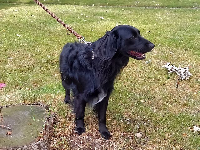 süßer Familienhund "Teddy" süßer Familienhund "Teddy"