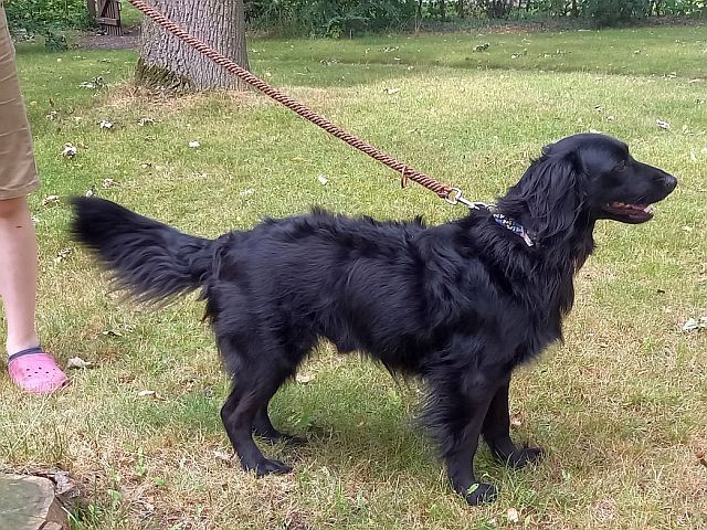 süßer Familienhund "Teddy" süßer Familienhund "Teddy"