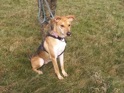 "Figo" sucht besondere Menschen "Figo" sucht besondere Menschen