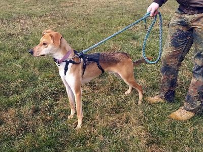 "Figo" sucht besondere Menschen "Figo" sucht besondere Menschen