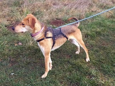 "Figo" sucht besondere Menschen "Figo" sucht besondere Menschen