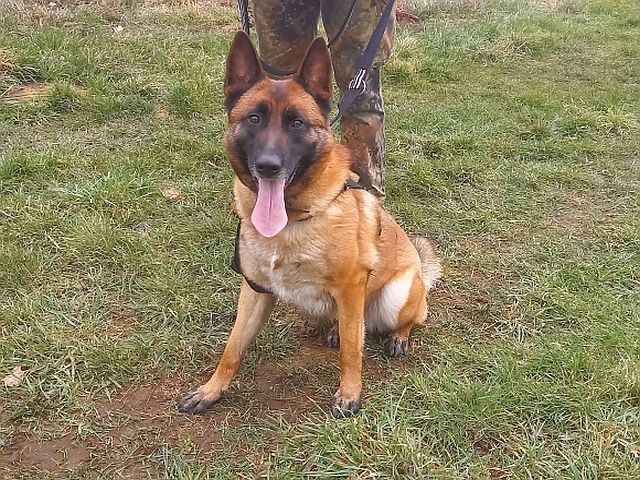 Malinois Mix Hündin "Nelley"