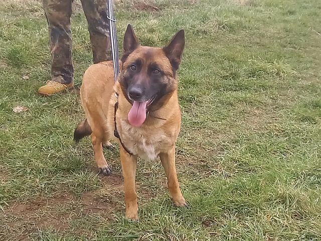 Malinois Mix Hündin "Nelley"