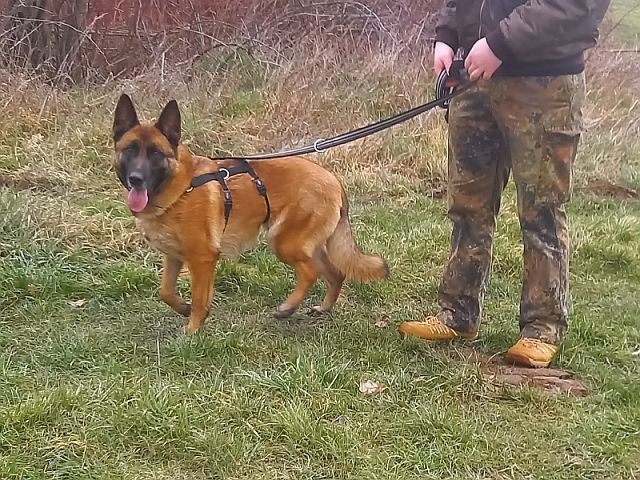 Malinois Mix Hündin "Nelley"