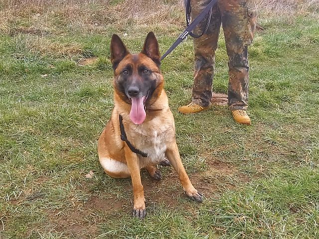 Malinois Mix Hündin "Nelley"