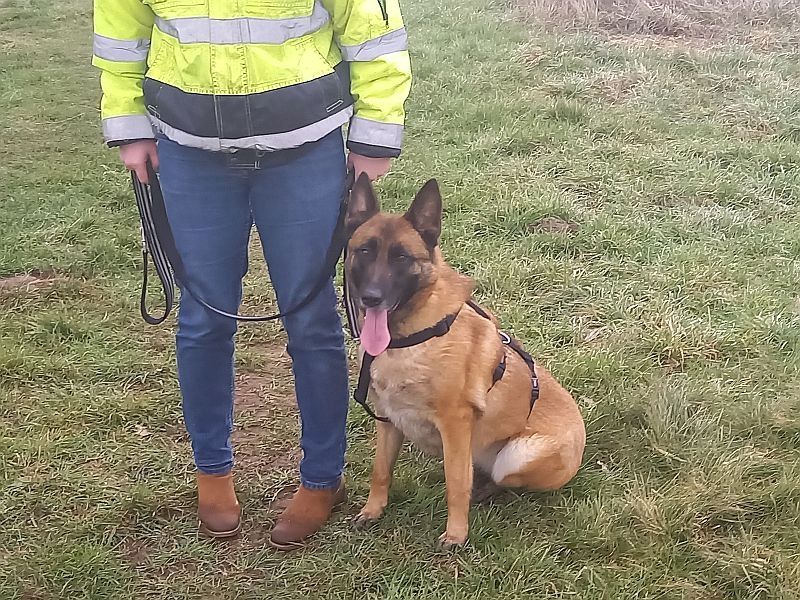 Malinois Mix Hündin "Nelley"