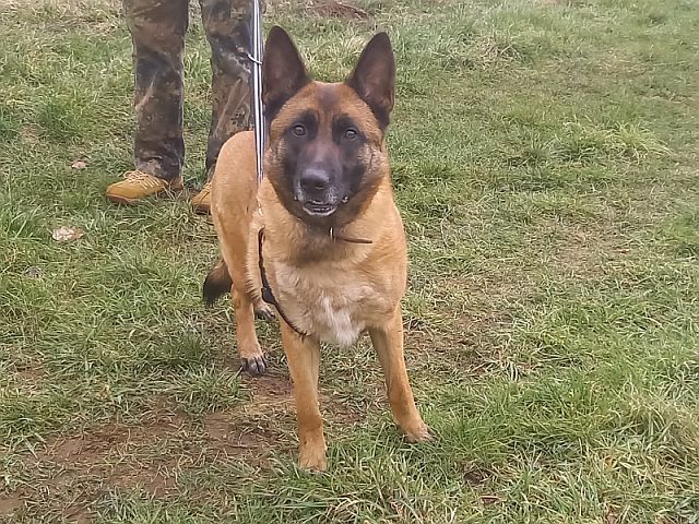 Malinois Mix Hündin "Nelley"