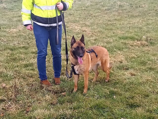 Malinois Mix Hündin "Nelley"