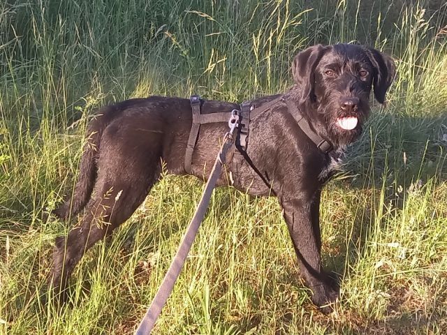Schnauzer Mix Junghündin "Johanna"
